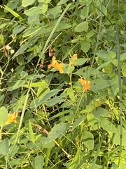 Impatiens capensis