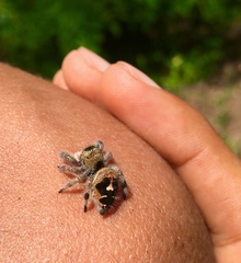 Phidippus maddisoni