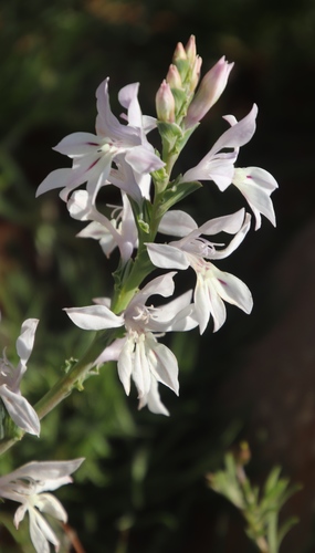Lapeirousia divaricata
