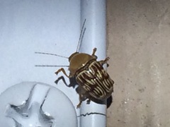 Cryptocephalus fulguratus