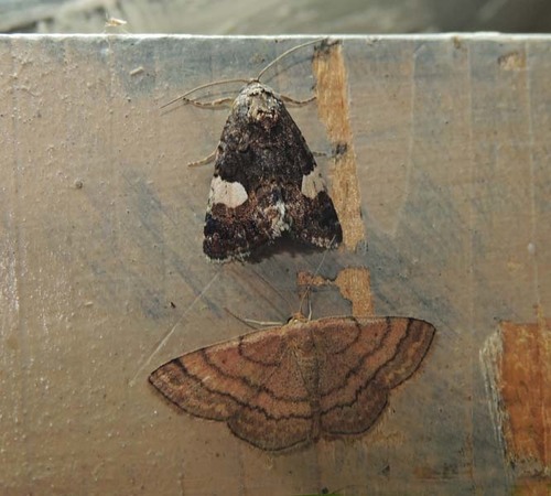 Four-spotted Moth, Provincia di Pavia, Italia, photo 5 of 10