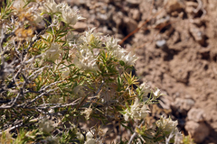 Hecastocleis shockleyi