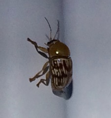 Cryptocephalus fulguratus