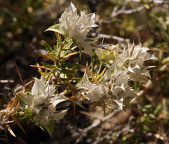 Hecastocleis shockleyi