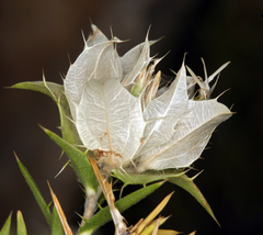 Hecastocleis shockleyi