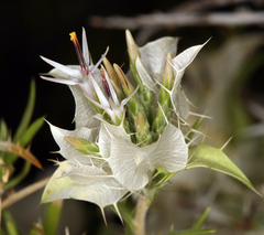 Hecastocleis shockleyi