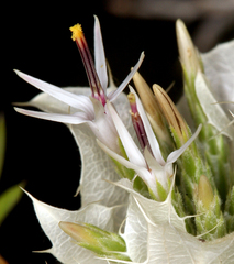 Hecastocleis shockleyi