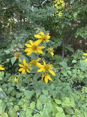 Rudbeckia laciniata