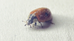 Adalia bipunctata