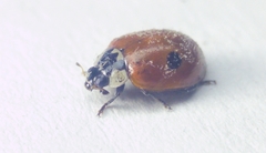 Adalia bipunctata