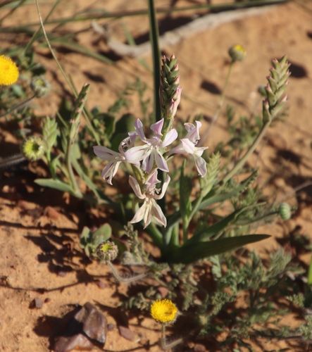 Image of Lapeirousia divaricata by (c) Tony Rebelo, some rights reserved (CC BY-SA)