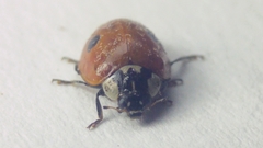 Adalia bipunctata
