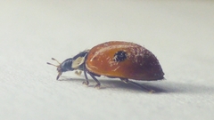 Adalia bipunctata