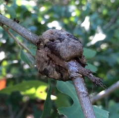 Striatoandricus aciculatus