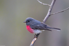 Rose Robin photo 4