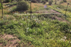 Hesperantha bachmannii