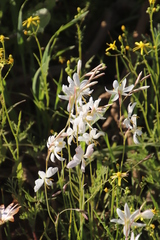 Hesperantha bachmannii