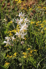 Hesperantha bachmannii