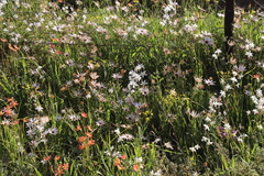 Hesperantha bachmannii