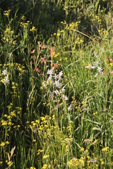 Hesperantha bachmannii