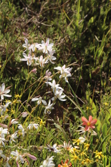 Hesperantha bachmannii