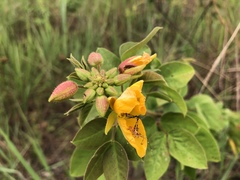 Chamaecrista viscosa