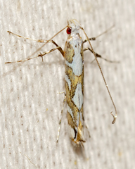 Acrocercops albinatella
