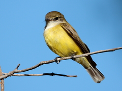 Microeca flavigaster