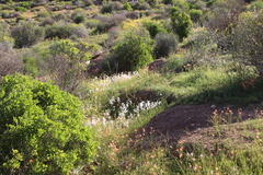 Hesperantha bachmannii