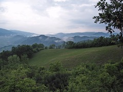 Phyllophila obliterata