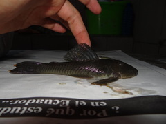 Chaetostoma bifurcum