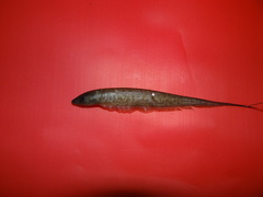 Gymnotiformes