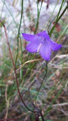 Campanula petiolata