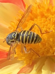Spilomyia