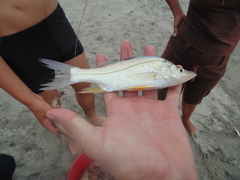 Centropomus robalito