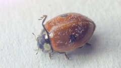 Adalia bipunctata