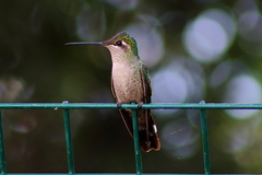 Magnificent Hummingbird photo 6