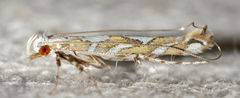 Acrocercops albinatella