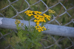 Tanacetum vulgare