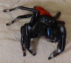 Phidippus carneus