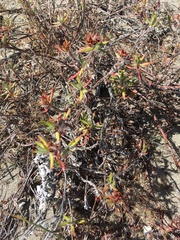 Polygonum paronychia