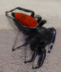 Phidippus carneus