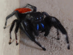 Phidippus carneus