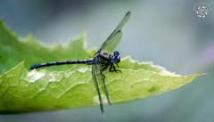 Erpetogomphus constrictor