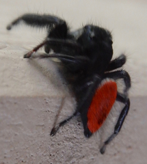 Phidippus carneus