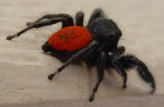 Phidippus carneus