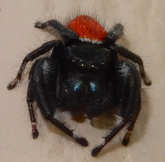 Phidippus carneus