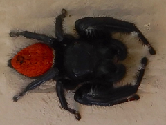 Phidippus carneus