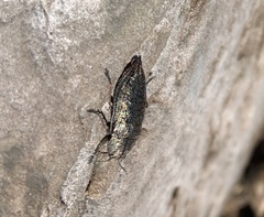 Poecilonota