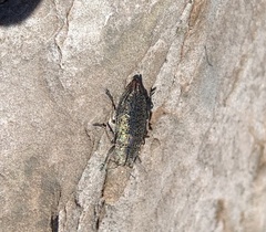 Poecilonota
